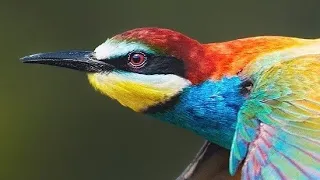 Special And Attractive Bee Eater Sound For Pro Hunting صوت ورور آكل النحل جذاب ومميز للصيد 