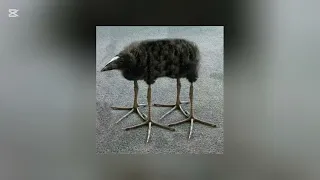 BRAZILIAN FUNK PLAYLIST 4 