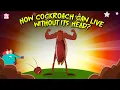 Lagu Creepiest Insect | How Cockroach Can Live Without Its Head? | Cockroach Mystery | Dr. Binocs Show