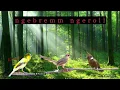 Download Lagu masteran KENARI || CILILIN || CIBLEK GUNUNG #burung #muraibatu