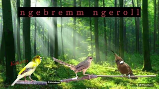 masteran kenari cililin ciblek gunung burung muraibatu