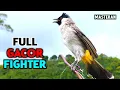 Suara Burung Kutilang Gacor Paling Ampuh Untuk Pancingan Pikat Juara