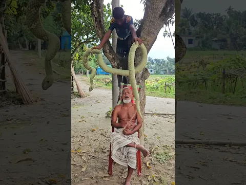 🐍 Sleeping Grandpa vs REALISTIC King Cobra Prank! 😂 Funniest Reaction EVER! #shorts  #funny #family