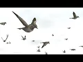 Bird Flock Sparrow 2023 Unity Asset Store