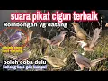 Download Lagu suara pikat ciblek gunung terbaru || pancingan cigun malas bunyi jadi ngbren