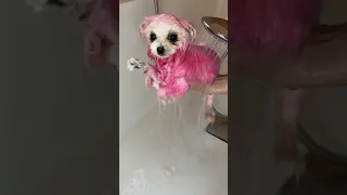 Розовая собака юмор шпиц померанскийщпиц ледидиана ржака Shortsvideo а4 златуха реки 