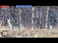 Michigan approves year-round coyote hunting and trapping again