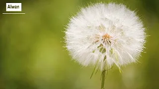 موسيقه باب الحاره معتز وساره 