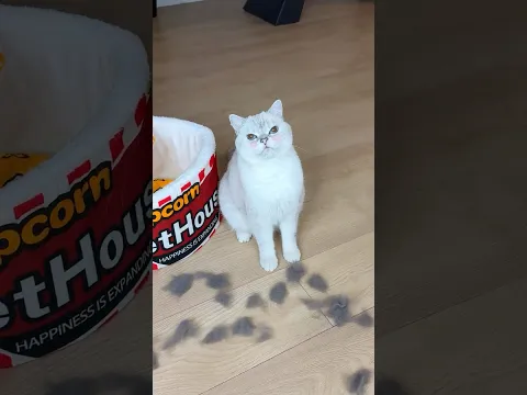 Why doesn’t my cat want kittens?🤔 #cat #cats