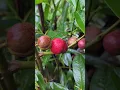 Download Lagu Mahkota Dewa, God's Crown, #fruit #farmlife #organicfarming #nature #attappadi #fruitfarm