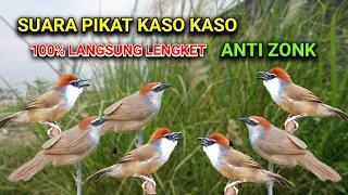 Download Suara pikat burung kaso kaso tepus gelagah MP3