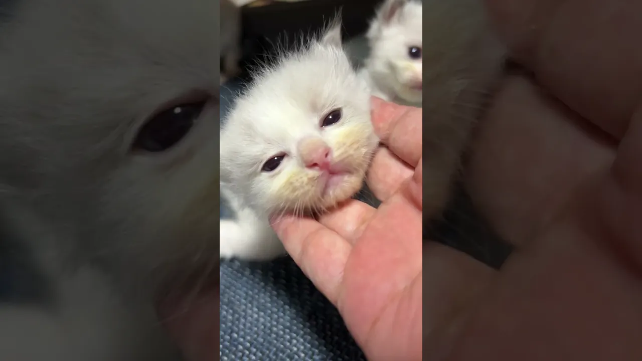 動画