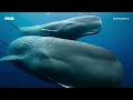 JADE x Hans Zimmer for Blue Planet III 🌊🐙🐳🐠 - BBC