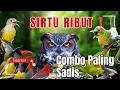 Suara Pikat Burung Kecil Kombinasi Sirtu Ribut Tanda Bahaya.