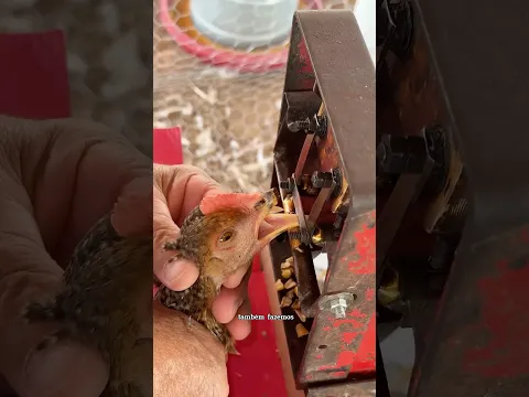 Galinhas bem cuidadas!