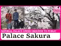 Download Lagu Imperial Palace opens grounds for cherry blossom viewing