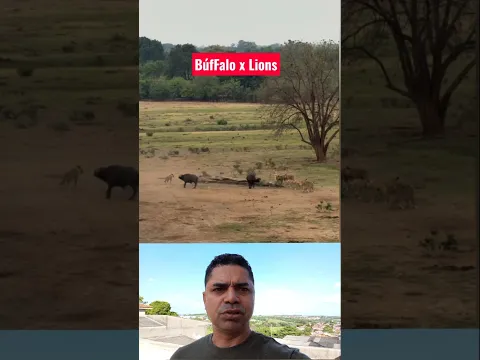 2 Buffalo contra os Leões na silada !