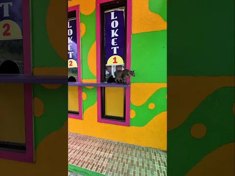 ko ada meong di sini..?