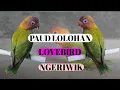 Paud Lolohan lovebird Ngeriwik