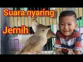 Download Lagu Suara nyaring piyikan ciblek gunung minta loloh,cocok buat mikat part 01