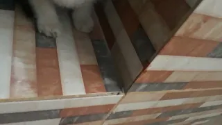 I lost my kitty
