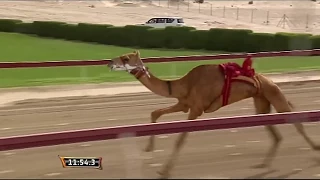 عيضة المنهالي   الذيبة   هجن الرئاسة  فيديو كليب    قناة نجوم دندنها