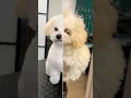 Maltipoo puppy s FIRST Grooming too cute