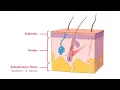 Remember the Layers of the Skin and Epidermis - MEDZCOOL