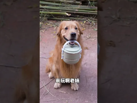 以後就讓 路虎 帶妳們轉遍我們村吧#萌寵出道計劃 #金毛路虎 #萌寵 #我的鄉村生活