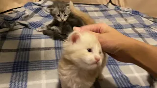 3 week old new born Maine Coon kittens