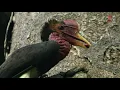 Download Lagu Burung enggang di zona merah, menuju kepunahan akibat perburuan liar