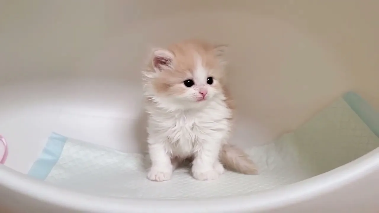 動画