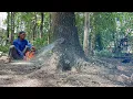 Download Lagu Best skill... Cutdown 3 dangerous leaning trees‼️