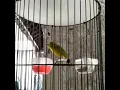 Download Lagu Burung Kaca mata gacor