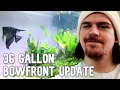 What I m keeping in my 36g Bowfront Aquarium