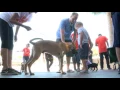 Pets Alive Laredo Organization