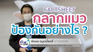โรค “กลากแมว” คืออะไร และเกิดจากเชื้ออะไร