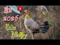 Lagu Tiếng gà mái rừng Kêu GỌI TRỐNG Chuẩn 100% 2026 ✅✅#garung #chicken #shorts 