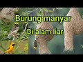 Download Lagu Burung manyar liar,gacor di alam bebas,suara alami