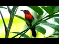 Download Lagu Burung Kolibri dan Burung Kemade di Alam Liar