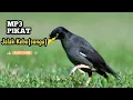 Download Lagu MP3 PIKAT JALAK KEBO (sungu) // Suara kesakitan