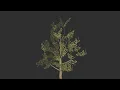 Houdini Tree Generator
