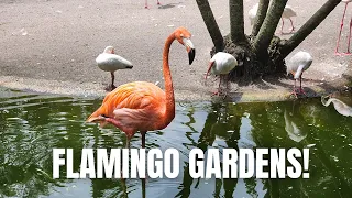 Visit the Flamingo Gardens in South Florida | Boating Journey