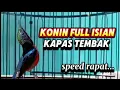 Download Lagu Konin gacor full isian kapas tembak,cocok untuk masteran konin bahan dan gantangan#koningacor