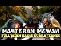Download Lagu MASTERAN MURAI BATU FULL ISIAN TEMBAKAN MEWAH ‼️
