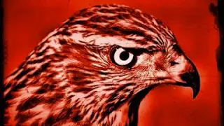 صوت الصقر العربي مخيف للوروار 