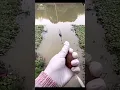 Download Lagu Pancing jaring #fishing #mancing