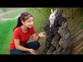 Download Lagu Harvesting 1000 Small Rabbits To Sell At The Market | Harvest DailyLife