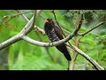 Download Lagu BURUNG KEDASIH VIOLET GACOR