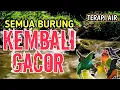Download Lagu KEMBALI GACOR‼️ Suara Air Alami Bikin Burung Rajin Bunyi, Terapi Semua Jenis Burung Macet/Stres